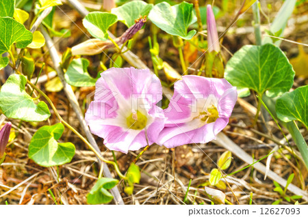 海鈴 海鈴 12627093