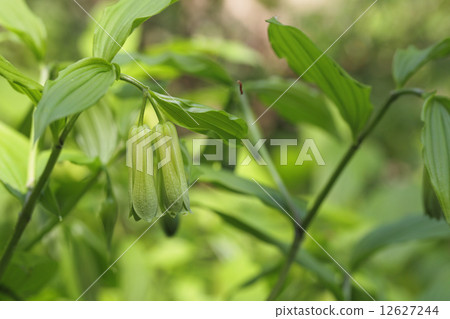 Flower of horseshoe 12627244