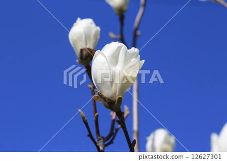 White magnolia flowers, buds and blue sky White magnolia flowers, buds and blue sky 12627301