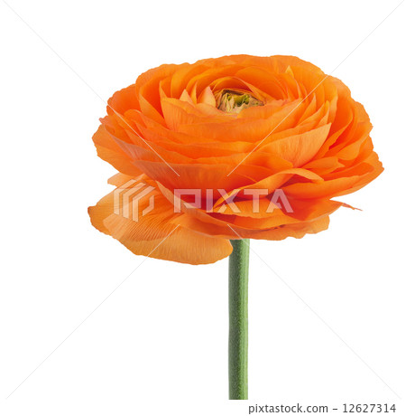ranunculus asiaticus buttercup flower ranunculus asiaticus buttercup flower 12627314