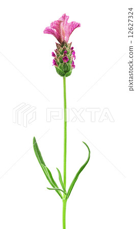 pink lavender flower pink lavender flower 12627324