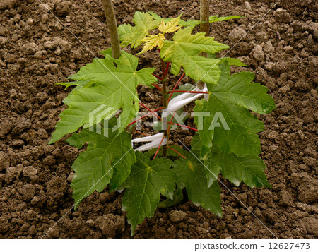 sugar maple sapling 12627473