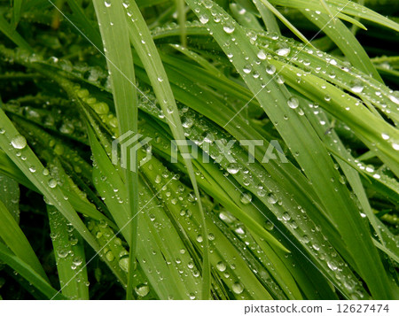 green grass green grass 12627474