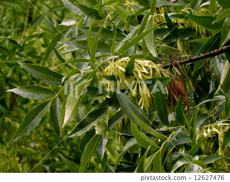 ash-tree branch 12627476