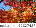 秋天的樹葉 12627487