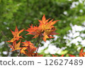 秋天的樹葉 12627489