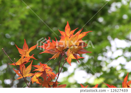 秋天的樹葉 12627489