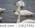 天鵝 12627492