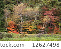 秋天的樹葉 12627498
