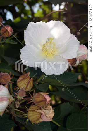 saxiflowfish花 12627594