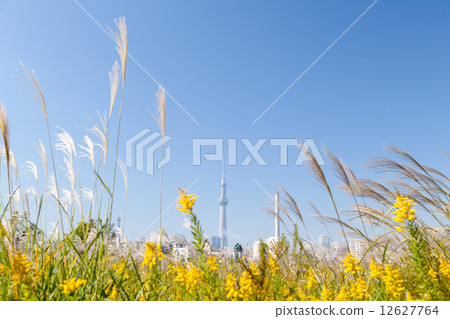 Arakawa Riverbed秋天風景和東京天空樹 12627764