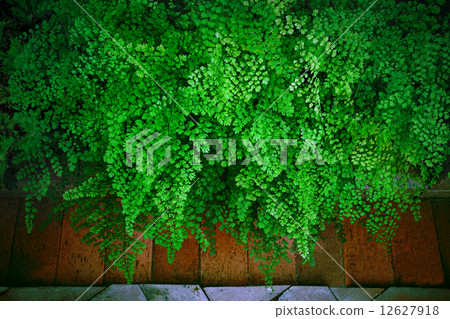 Close up green leaves of Black Maidenhair fern leaves (Adiantum Close up green leaves of Black Maidenhair fern leaves (Adiantum 12627918
