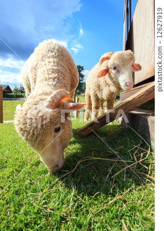 close up face of merino sheep eating green grass in ranch field 12627919