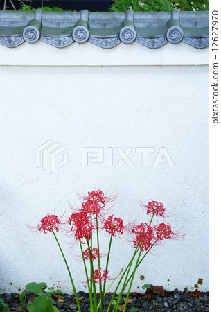 Cluster amaryllis 12627970
