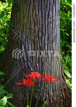 Cluster amaryllis 12628007