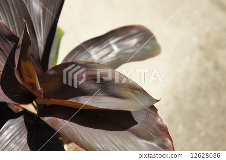 Chocolate Queen Chocolate Queen 12628086