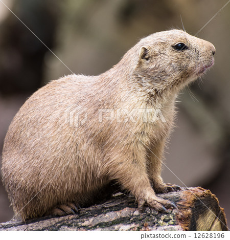 Portrait of  the Black-tailed prairie dog 12628196