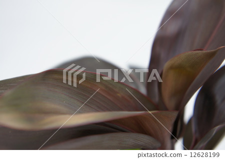 巧克力女王 12628199