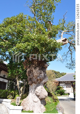 Hasega Temple's Tree 12628335