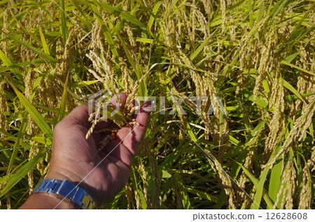 金米糯米 金米糯米 12628608