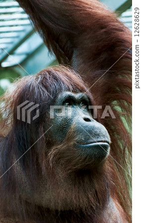 Orangutan (Pongo pygmaeus) 12628629