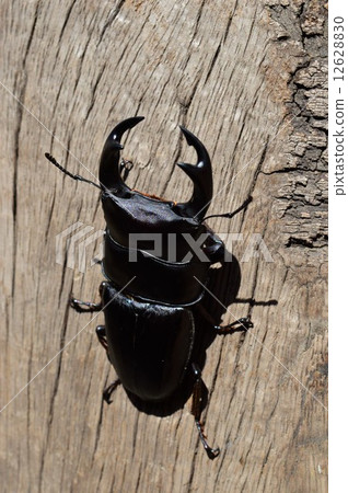 On Japanese okuwagagita trees 12628830