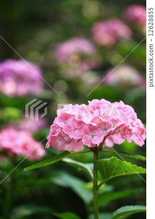 Red hydrangea 12628855