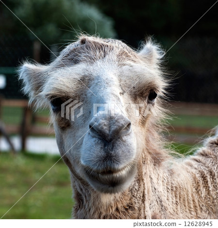Bactrian Camel (camelus bactrianus) 12628945