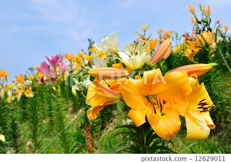 Lily 12629011