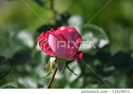 Seika's opening bud Seika's opening bud 12629031