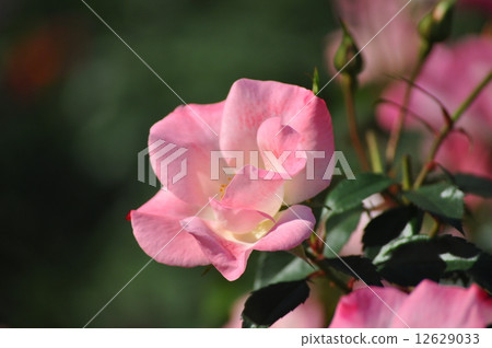 Opening flowers Opening flowers 12629033