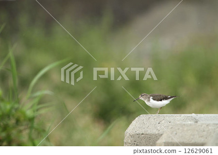 Isochigi 12629061
