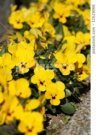Yellow pansy Yellow pansy 12629066