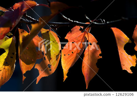 Autumn _ autumn leaves _ dead leaves 02 12629106