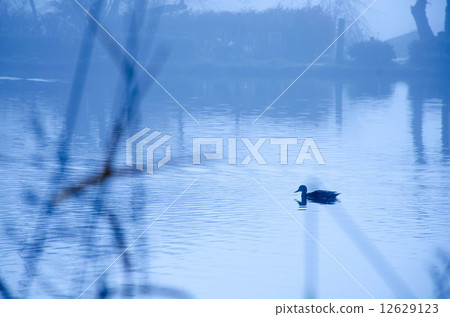 Morning duck 12629123