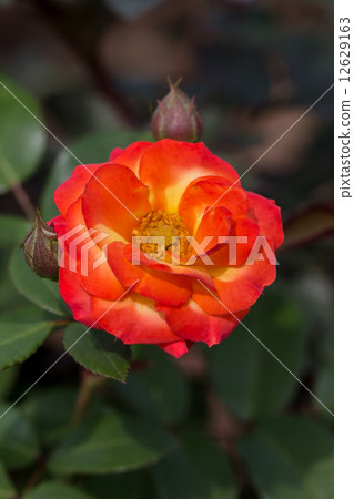 A rose of four seasons (Rumba) 12629163