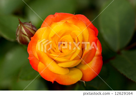 A rose of four seasons (Rumba) 12629164