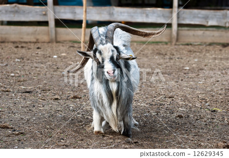 Shaggy haired goat on the farm Shaggy haired goat on the farm 12629345