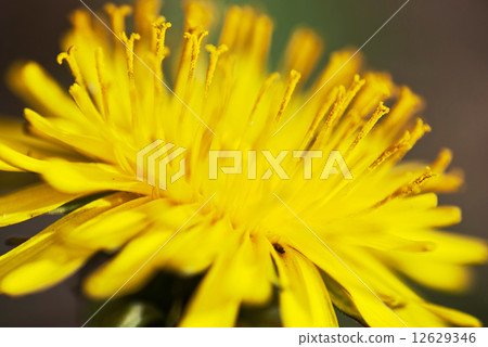Macro of Yellow Marsh Macro of Yellow Marsh 12629346