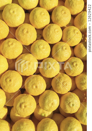 Yuzu - Stock Photo [12629422] - PIXTA