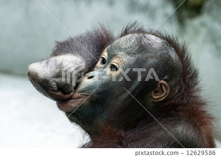 Little orangutan makes fun (Pongo pygmaeus) 12629586