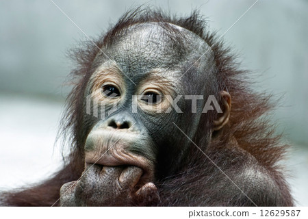 Orangutan licking the fingers (Pongo pygmaeus) 12629587