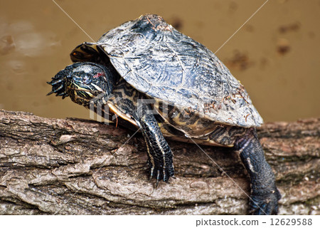 Red-eared Slider Turtle (Trachemys scripta elegans) 12629588