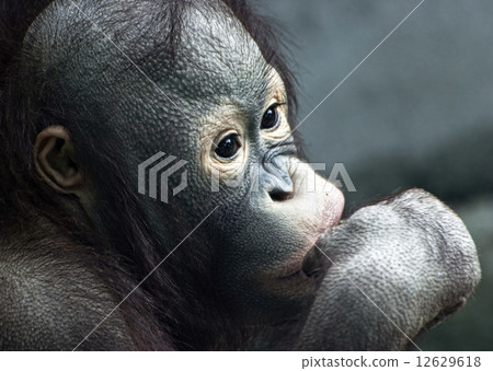 Close up of little orangutan (Pongo pygmaeus) 12629618