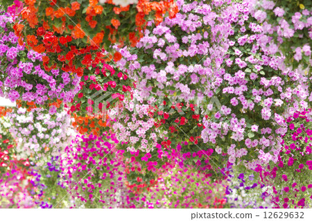 Impatiens blooming gorgeously 12629632
