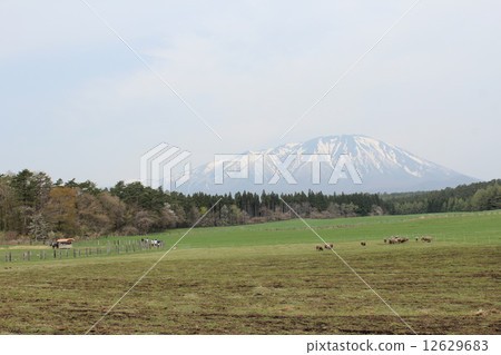 Koiwai農場景觀 Koiwai農場景觀 12629683