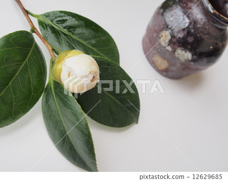 Camellia 12629685