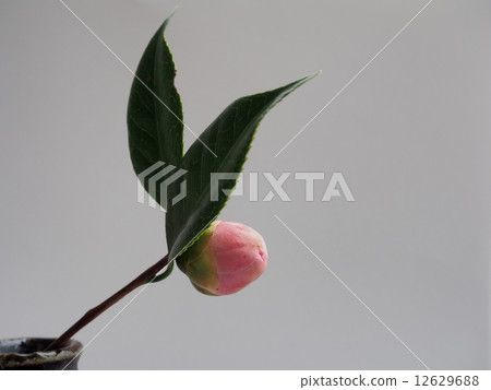 茶花 茶花 12629688