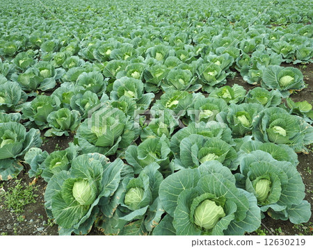 cabbage  12630219