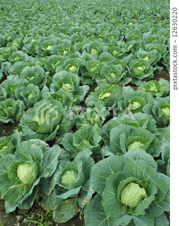 cabbage  12630220